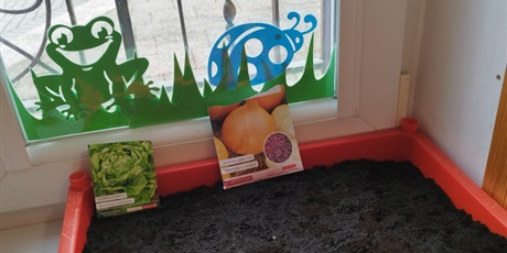 Powiększ grafikę: Zdjęcie przedstawiające donicę z posianą sałatą i cebulą.
